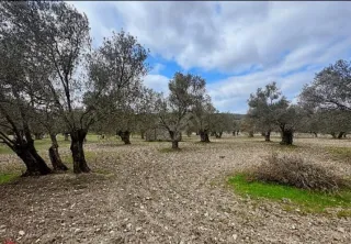 SABRİ PINARBAŞI'dan AYVALIK'ta SATILIK HOBİ BAHÇESİ
