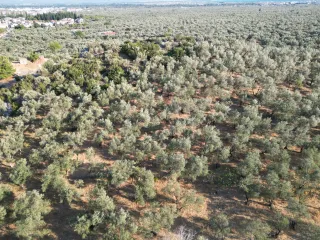 SABRİ PINARBAŞI 'dan ZEYTİNLİ'de İMARA YAKIN SATILIK ZEYTİNLİK