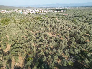 SABRİ PINARBAŞI 'dan ZEYTİNLİ'de İMARA YAKIN SATILIK ZEYTİNLİK