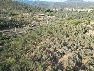 SABRİ PINARBAŞI 'dan ZEYTİNLİ'de İMARA YAKIN SATILIK ZEYTİNLİK