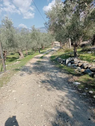 SABRİ PINARBAŞI'dan ZEYTİNLİ'de SATILIK YATIRIMLIK ZEYTİNLİK