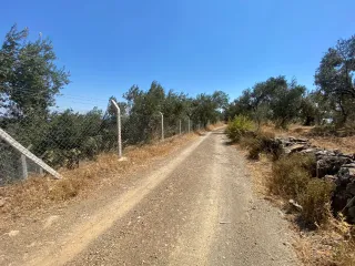 SABRİ PINARBAŞI'dan PINARBAŞI'nda SATILIK 5 DÖNÜM MANZARALI ETRAFI ÇEVRİLİ ZEYTİNLİK