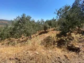 SABRİ PINARBAŞI'dan PINARBAŞI'nda SATILIK 5 DÖNÜM MANZARALI ETRAFI ÇEVRİLİ ZEYTİNLİK